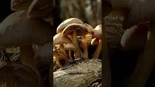 MUSHROOMS | POCKET DOCO