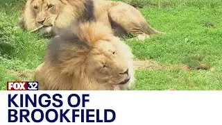 Meet the kings of Brookfield Zoo Chicago