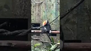 A toucan grooming #shorts