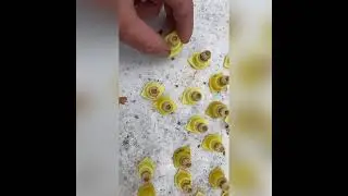 Про маточники