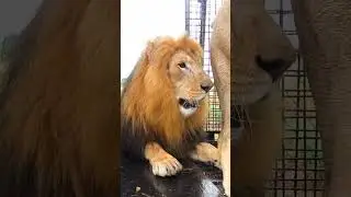 Rescued LION BROTHERS Load in the Rain 