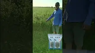 Обзор люцерна GEA 