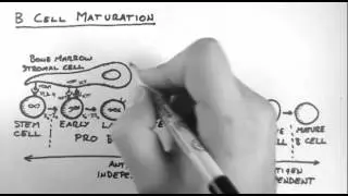 B Cells 3 - Maturation