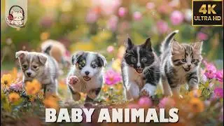 Baby Animals - Amazing World Of Funny Young Animals 🌿 4K(60FPS) Relaxation Film & Bird Sounds ♫