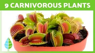 CARNIVOROUS PLANTS 🌱🕷️ How Do They Catch Their Prey?