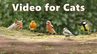 Catflix : Videos for Cats to Watch - Morning Birds and Squirrels