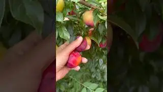 Beauty Plum Harvest!  #plum #fruit #fruittrees #gardening #growyourownfood