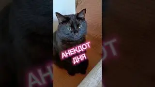 Анекдот дня 🤣 #прикольнаяозвучка #cat #прикол