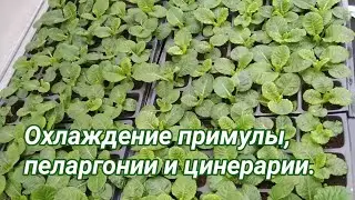 Охлаждение примулы, цинерарии, пеларгонии.