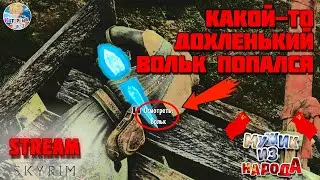 TES 5: Skyrim / КАКОЙ-ТО ДОХЛЕНЬКИЙ ВОЛЬК ПОПАЛСЯ!