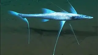 10 Most Amazing Fish Abilities