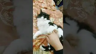 Кот Кузя очень сильно боится щекотки 