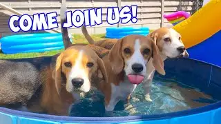 Louie's Summer Pool Party: Non-Stop Laughter and Splashes