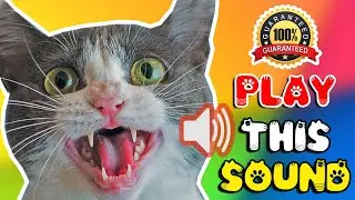 Cat sounds to scare mice away ⭐ Rats will go away 🐁 cat sound effect