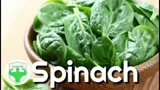 Benefits of spinach