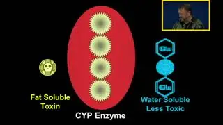 Biotransformation: Oxidation and Conjugation