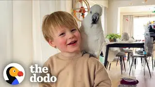 Cockatoo Used To Be The Only Child Until… | The Dodo