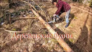 Валю лес. Получили бесплатно опилки. Уборка в дровнике // Жизнь на хуторе