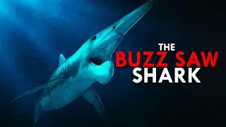 Helicoprion: The Buzz Saw Shark