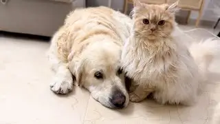 Funny Cat Refuses to Left Golden Retrievers Alone