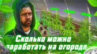 СКОЛЬКО ДЕНЕГ МОЖНО ЗАРАБОТАТЬ НА ОГОРОДЕ?! ЛУЧШИЙ БИЗНЕС ЗА СВОИ ДЕНЬГИ! RADMIR RP|HASSLE ONLINE