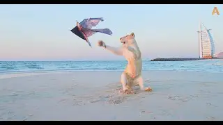 Animalia - Baby the white lion chases a kite