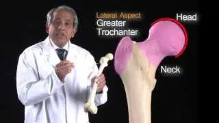 Lower Limb Femur - Anatomy Tutorial