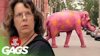 Pink Elephant Prank