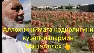 Бу йилни дехкончиликни куринглар Аллохни бузурглигини куринглар Аллох Тамонидан Берган куплигини🤲👆🔔🤝