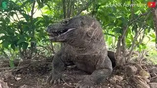 Crazy Komodo Dragon Fights Crocodiles To Defend Territory | Who Will Win?