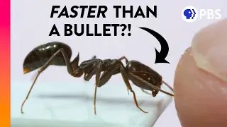 The Fastest Animals Are Way Faster Than You Think