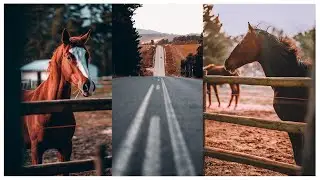 POV: I took some photos of some horses