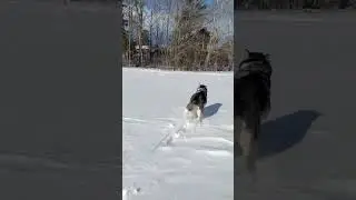 When Your Husky Escapes The Leash!!!