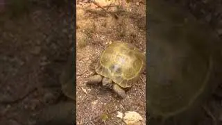 Turtle l Черепаха #adventure
