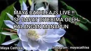 Maya Cathlea is live! SP DAPAT DITERIMA DI KALANGAN MANAPUN .