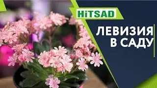 Левизия в Саду 🌺 Посадка и Уход 🌺 Советы От Хитсад ТВ