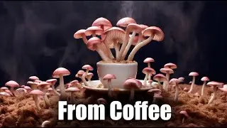 Pink Oyster Mushrooms from Coffee ☕ Time Lapse