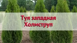 Туя западная Холмструп 🌿 Обзор: посадка и уход. саженцы туи Холмструп: описание и особенности