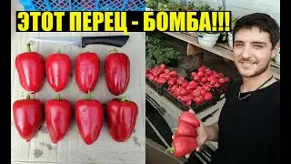 Сбор семян перца. Как готовим семена на следующий сезон.