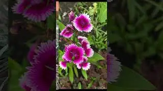Краски моего сада. ИЮНЬ. 