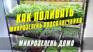 Как поливать Микрозелень подсолнечника - Курс - выращивание микрозелени подсолнечника от А до Я