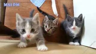 yavru kedi sesi miyav miyav - kittens meowing