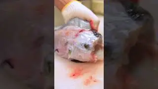 【閲覧注意】再生回数4,065万超！活トラフグの捌き方！Amazing Cutting Skill of Blowfish!