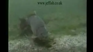 feeding carp