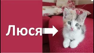 Котенок по имени Люся. Веселый котенок