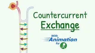 Countercurrent Exchange Mechanism in Kidney Animation | How Medulary Hyperosmolarity is Maintained?