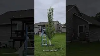 Pruning the 🍐 Pear & 🍎 Apple Trees
