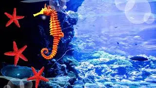 Most Beautiful Seahorses In The World /Male Seahorse Giving Birth To Thousands Of Babies Underwater.