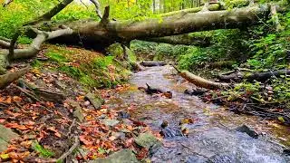 Relaxing sounds of stream in the forest for sleep || Fall asleep quickly and sleep || Relaxation