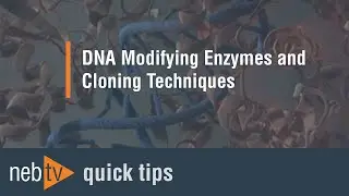 Quick Tips - Can I make multiple mutations with the Q5 site directed mutagenesis kit?